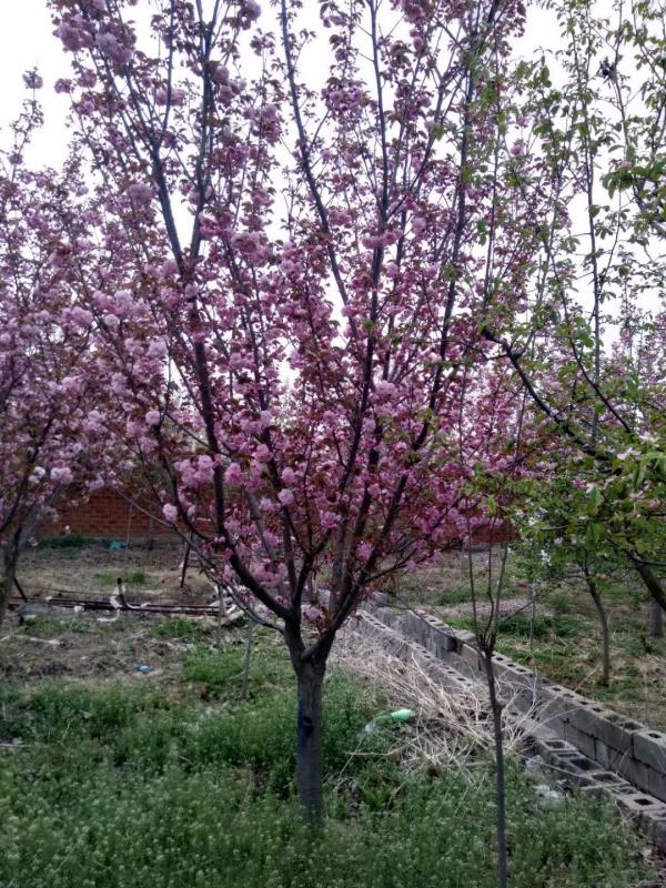 樱花树图片(图1)